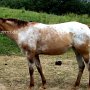 Appaloosa 05